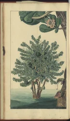 「ジャマイカの遺産」からのページ、21