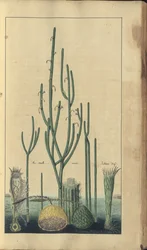 ジャマイカのエレガンチス」の1ページ、237