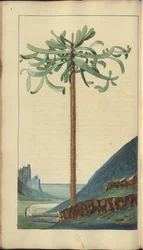 「ジャマイカの遺産」からのページ、262