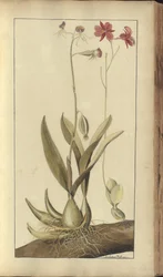 「ジャマイカの遺産」からのページ、273