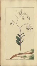 ジャマイカのエレガンチス」の1ページ、288年