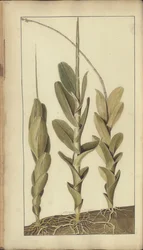 「ジャマイカの遺産」からのページ、294