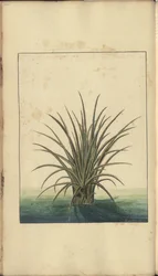 ジャマイカのエレガンチス」の1ページ, 326