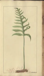 「ジャマイカの遺産」からのページ、363