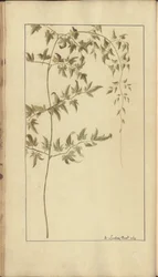 「ジャマイカの遺産」からのページ、366