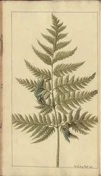 「ジャマイカの遺産」からのページ、388