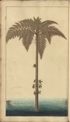 ジャマイカのエレガンチス」の1ページ、394