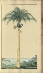 ジャマイカのエレガンチス」の1ページ、397