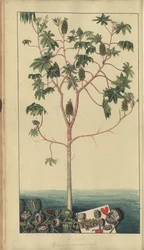 「ジャマイカの遺産」からのページ、39