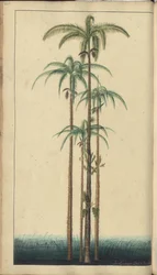 「ジャマイカの遺産」からのページ、420