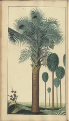 「ジャマイカの遺産」からのページ、430