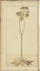 「ジャマイカの遺産」からのページ、470