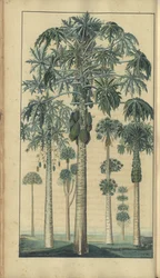 ジャマイカのエレガンチス」の1ページ、47