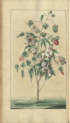 「ジャマイカの遺産」からのページ、63