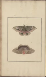 Lindsay DrawingsVol。私達