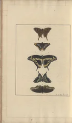 Lindsay DrawingsVol。 VI、31