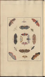 Lindsay DrawingsVol。 VI、63