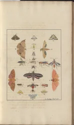 Lindsay DrawingsVol。 VI、68