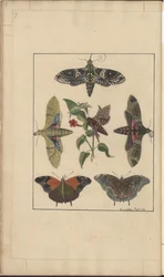 Lindsay DrawingsVol。 VI、7