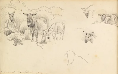 ロバ、1824