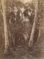 熱帯の風景、ターボの近くの森、1871年