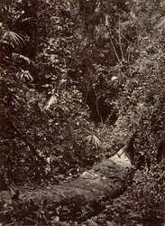 熱帯の風景」「熱帯の森」1871年。