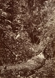 熱帯の風景」「熱帯の森」1871年。
