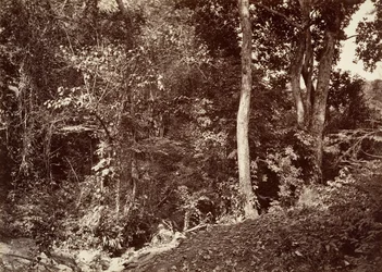 熱帯の風景、チピガナ付近の眺め、1871年