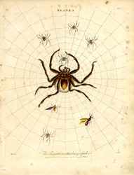 アラーネア：ファシアータまたはバーバリー・スパイダー