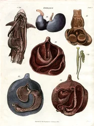 内臓の解剖学的図解（プレート7）