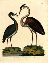 コウノトリとアカガシラサギ