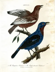 おしゃべり鳥（Ampelis）