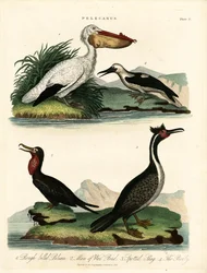 ペリカンと海鳥の4種