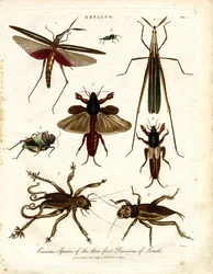GRYLLUS：イナゴの3つの第一部門の奇妙な種