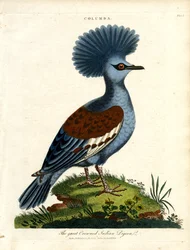 インド鳩