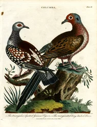 ギニア鳩と鳩（コロンバ）