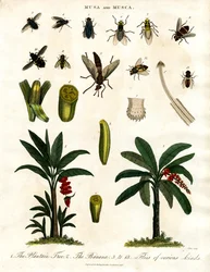 ムサとムスカ - バナナの植物と様々なハエの種類