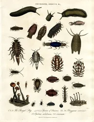 Onchidium;オニスカスとその他の節足動物