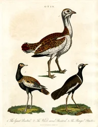 オーティス様々な種類のヒグマの描写