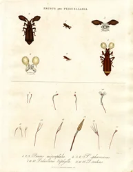 パウサスとペディセラリア - 昆虫の種類