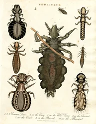 シラミ - さまざまな種類のシラミ