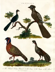 ペネロープ種（七面鳥とキジ）