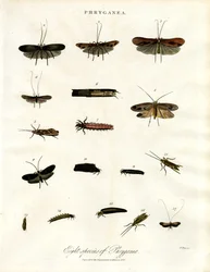 Phryganea - トビケラ