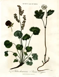 RubusとRumex：クラウドベリーとマウンテンソレル