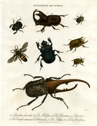 スカラベウスとスコリア（カブトムシとディガー・スズメバチ）