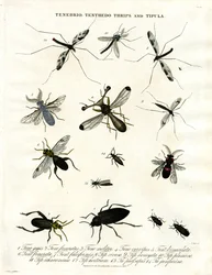 テネブリオ;テントウムシ;アザミウマとティピュラ - 昆虫の多様性