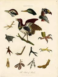 鳥の部位（鳥類学）