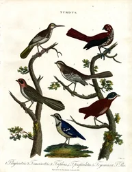 様々なツグミの種類（Turdus）