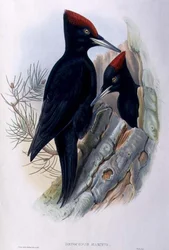 大型のクマゲラ（Dryocopus martius）