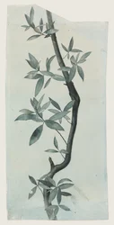 柳の葉の習作 1857年頃（紙に鉛筆と水彩）